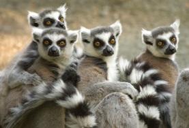 Conservation & Environment Volunteer in Madagascar for High School: Conservation
