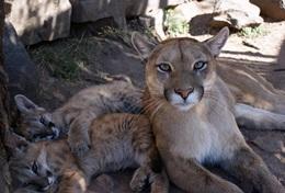 Veterinary Medicine & <br /> Animal Care Veterinary Medicine & Animal Care