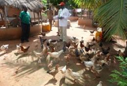 Agriculture & Farming Agriculture & Farming volunteers help with feeding chickens at an organic farm in Togo.