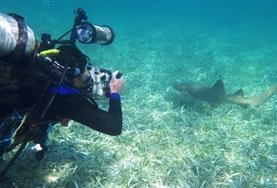Conservation & Environment A Conservation volunteer observes marine life during a survey dive off the coast of Belize in the Caribbean.