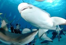 Conservation & Environment Conservation volunteers observe a group of sharks during a survey dive in Fiji.