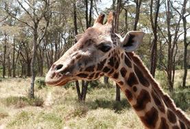 Conservation & Environment A giraffe, one of the species our Conservation volunteers are working to protect in the African savannahs of Kenya.