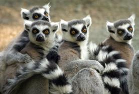 Conservation & Environment A group of ring-tailed lemurs at our volunteer Conservation placement in Madagascar.