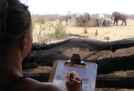 South Africa A Conservation volunteer records the population number and behaviours of a herd of elephants at a wildlife reserve in Botswana, Southern Africa.