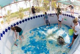 Mexico A group of Conservation volunteers cleans a turtle enclosure at a rescue and rehabilitation centre in Mexico.