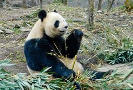 Care Care & Panda High School Project volunteers work with panda bears at a conservation centre in China.