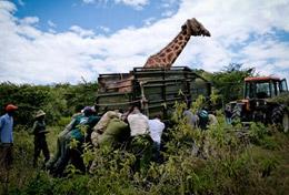 Conservation & Environment Volunteer in Kenya for High School: Conservation