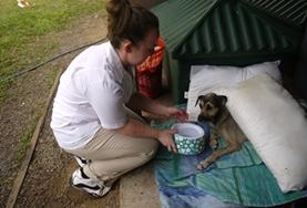 Veterinary Medicine & <br /> Animal Care An Animal Care volunteer giving water to a stray dog at a veterinary clinic and shelter in Belize.