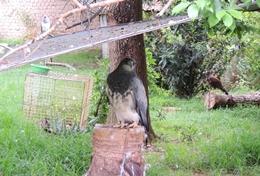 Veterinary Medicine & <br /> Animal Care A bird of prey at the rescue and rehabilitation centre where we run our Animal Care project in Bolivia.