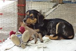 Veterinary Medicine & Animal Care A dog enjoys the toys given to him by volunteers at our Veterinary Medicine & Animal Care placement in Samoa.