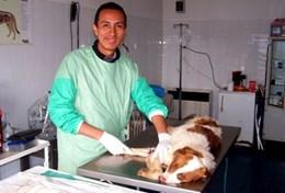Veterinary Medicine & <br /> Animal Care A local vet performs an operation on a dog at a volunteer Veterinary Medicine placement in Romania.